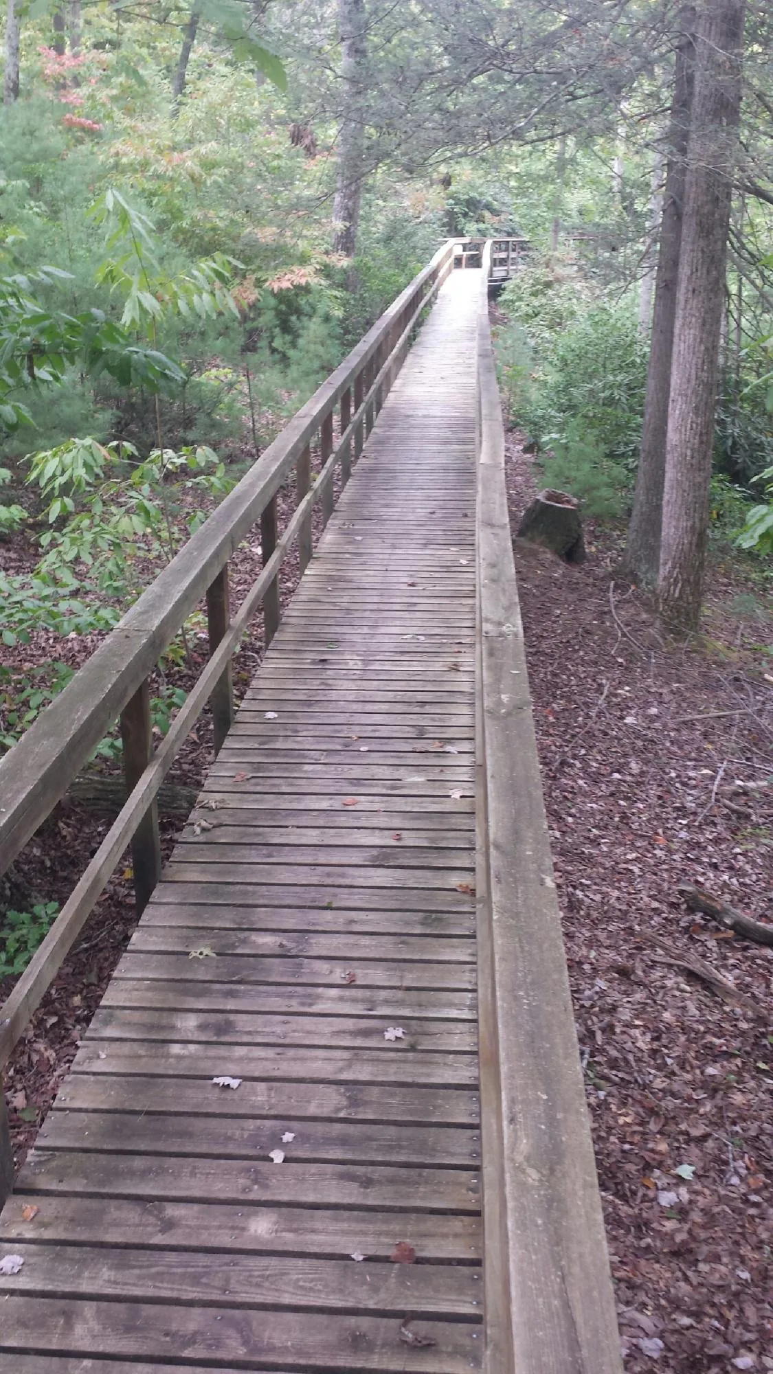 Long wood walkway with handrails built through the woods in West Warren
